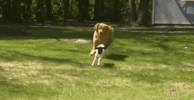 Doggy Luv Chasing GIF - Doggy Luv Chasing Friends GIFs