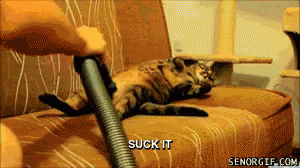 Suck It Humans GIF - Suck It Cats Massage GIFs