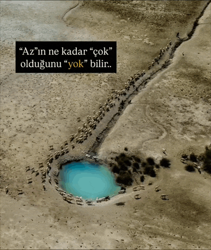 an aerial view of a herd of sheep walking around a pool of water