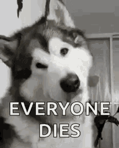 Husky Dog Everyone Dies GIF - Husky Dog Everyone Dies GIFs