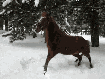 https://media1.tenor.com/m/osvUK_8LwtcAAAAd/snow-angel-horse.gif