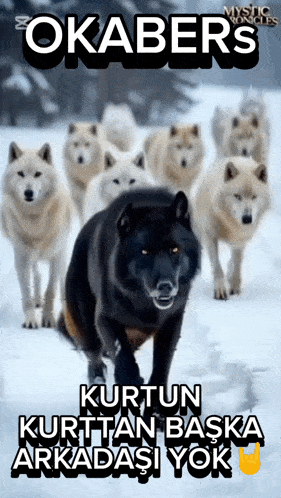 a poster for mystic chronicles shows a pack of wolves running through the snow
