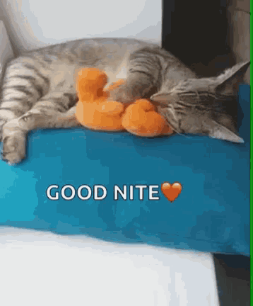 a cat is laying on a blue pillow with a stuffed duck and the words good nite on it