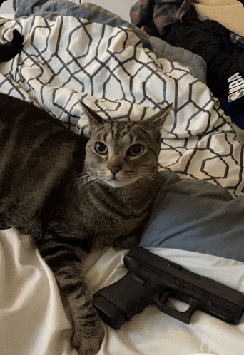 a cat laying on a bed next to a gun and a basketball shirt