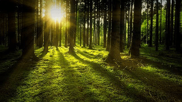 the sun is shining through the trees in the woods