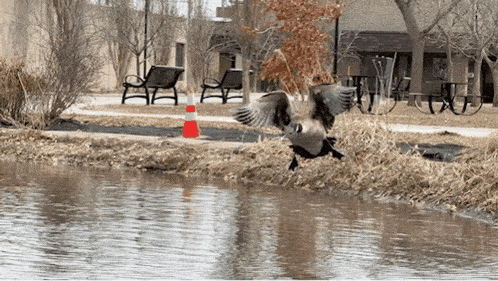 a goose is landing on the shore of a lake