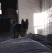 a german shepherd dog is standing on a bed in a dark room .