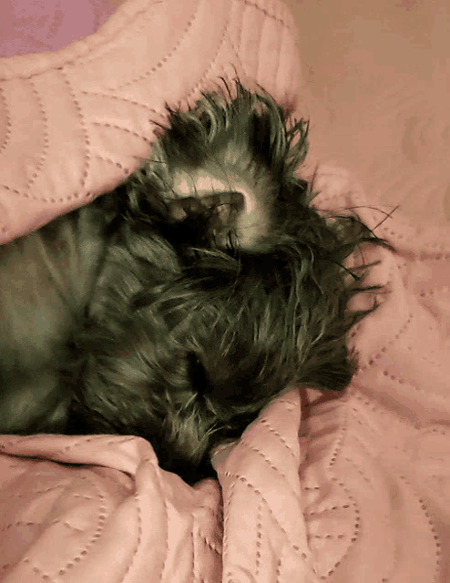 a close up of a dog laying under a pink quilt