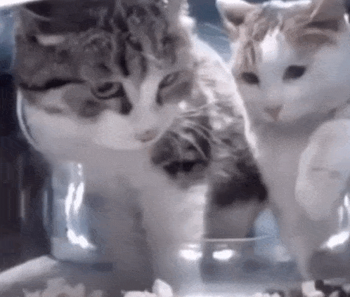 a couple of cats are standing next to each other in a glass bowl .