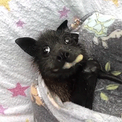 Bat Yummy GIF - Bat Yummy Hungy GIFs