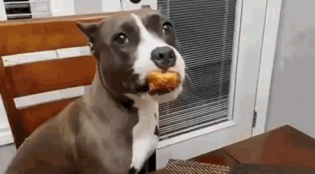 Funny Dog GIF - Funny Dog Food GIFs