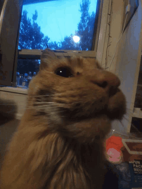 a close up of a cat 's face in front of a window with a box that says " fun science mix " on it