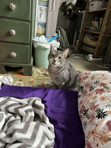 Cat Meme