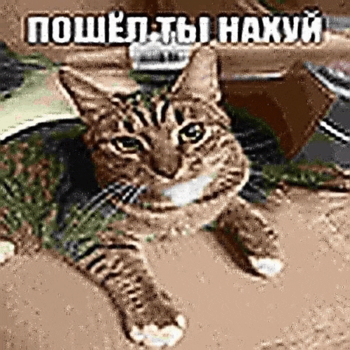 a cat is laying on the floor and looking at the camera with a foreign language caption .