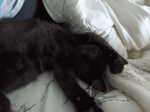 a black cat is laying on a white blanket with a label that says " made in italy "