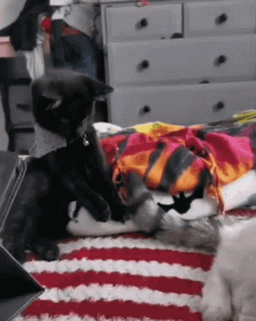 Cats Pussy Cats GIF - Cats Pussy Cats Kitty Cat GIFs