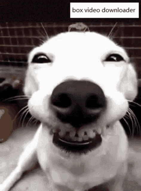Smile Cute GIF - Smile Cute Dog GIFs