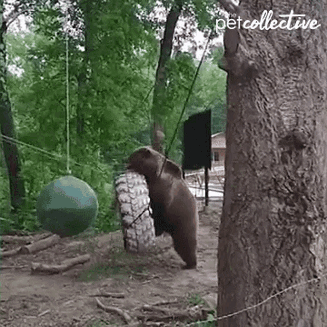 Baby Bear Riding A Tire Swing Bear Wants To Play GIF