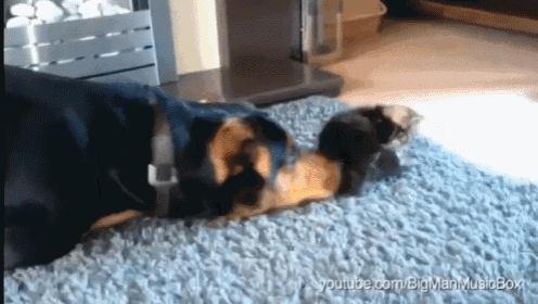a dog laying on a carpet with youtube.com in the upper right corner
