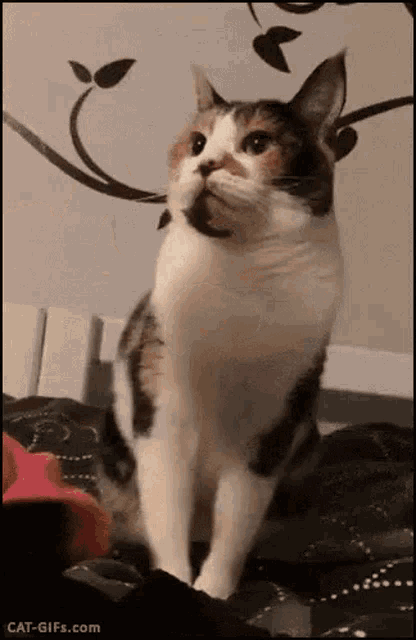 Mean Cat GIF - Mean Cat Mad GIFs