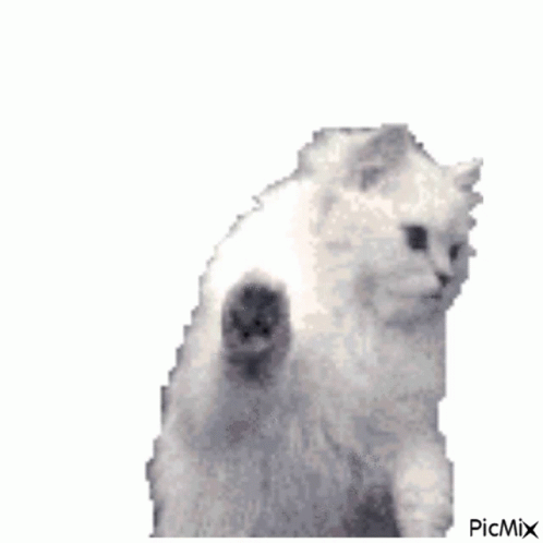Fehér Cicus White Cat GIF - Fehér Cicus White Cat Kitty GIFs