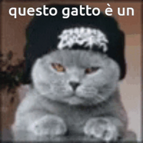 Gatto Cat GIF - Gatto Cat Questo Gattoèun GIFs