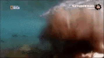 a screen shot of a national geographic channel showing a shark in the water