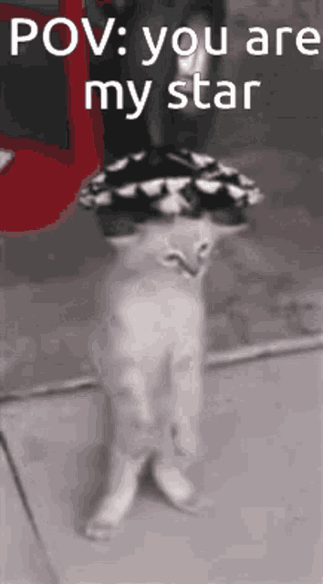 a cat wearing a hat with the words pov you are my star written on it