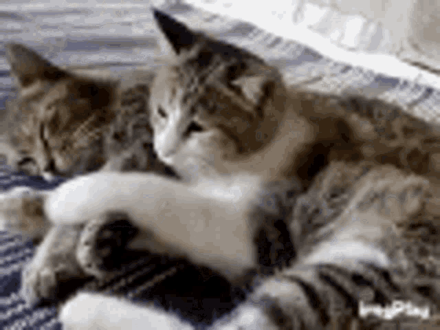 two cats are laying on top of each other on a blanket on a bed .