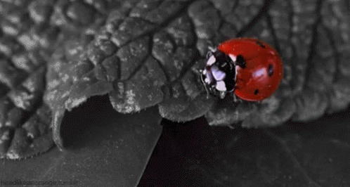 Bugs Lady Bugs GIF - Bugs Lady Bugs GIFs