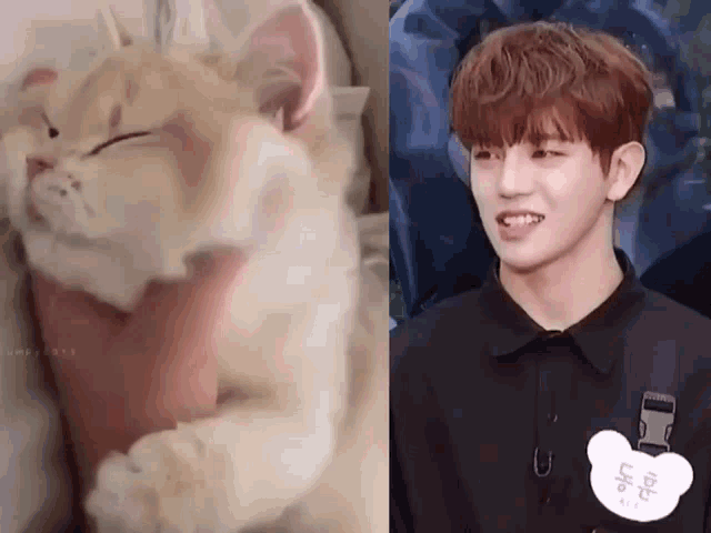 a picture of a cat next to a picture of a boy wearing a black shirt