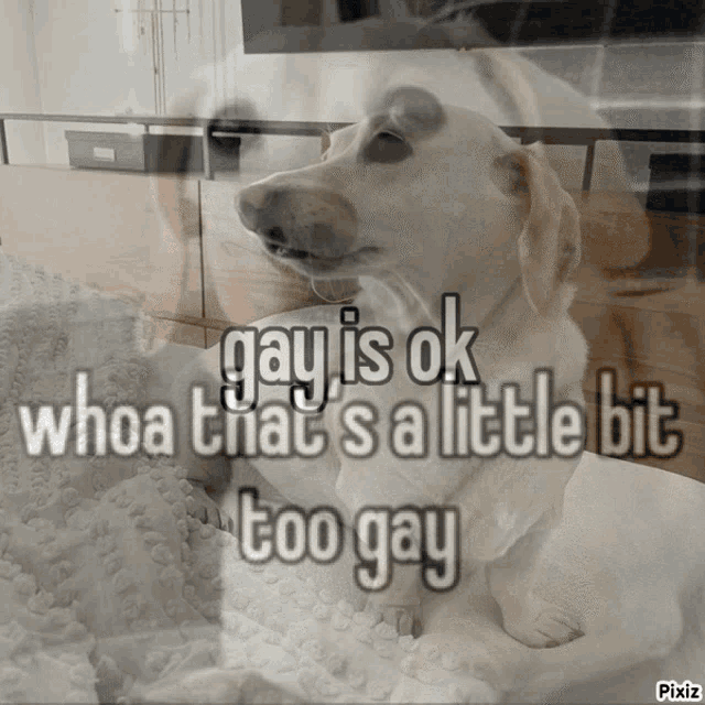 a dog with the words gay is ok whoa that 's a little bit too gay