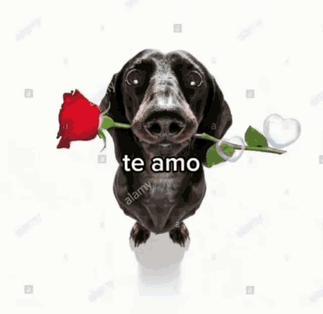 a dachshund is holding a red rose in its mouth and says " te amo "