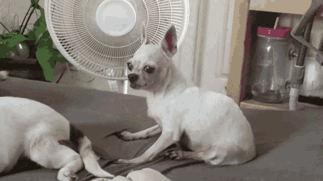 a small white dog is sitting on a bed next to a fan