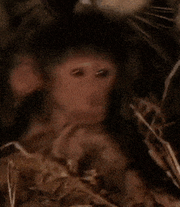Monkey Closing Eyes GIF - Monkey Closing Eyes Closed Eyes GIFs