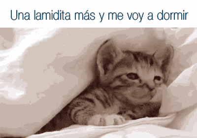 a kitten is laying under a blanket with the words una lamidita mas y me voy a dormir below it