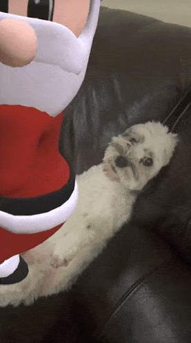a small white dog laying on a couch next to a stuffed santa claus