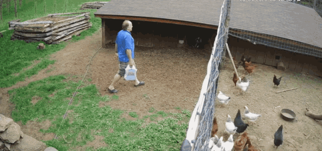 Fox Vs Ninja Rooster And Friends GIF