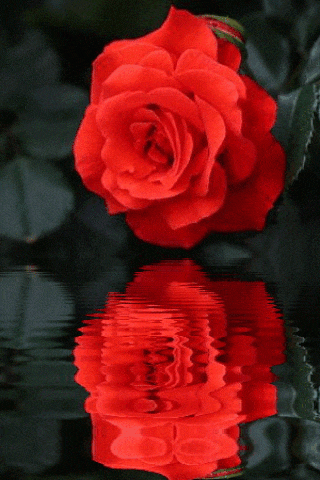 a red rose is reflected in the water with a dark background