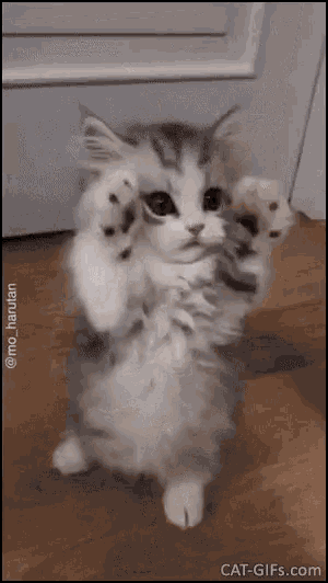 Cute Cat GIF - Cute Cat Please GIFs