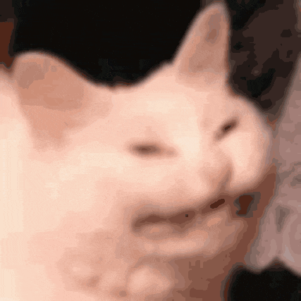 a close up of a white cat 's face with a black background