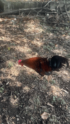 a red and black rooster with a red beak is walking in the dirt