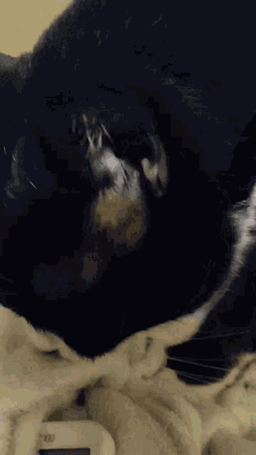 a black and white cat is laying on a blanket next to a thermometer that says ' 00 ' on it