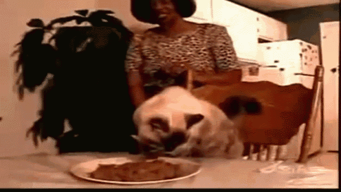 a cat is eating a piece of meat from a plate while a woman stands behind it .