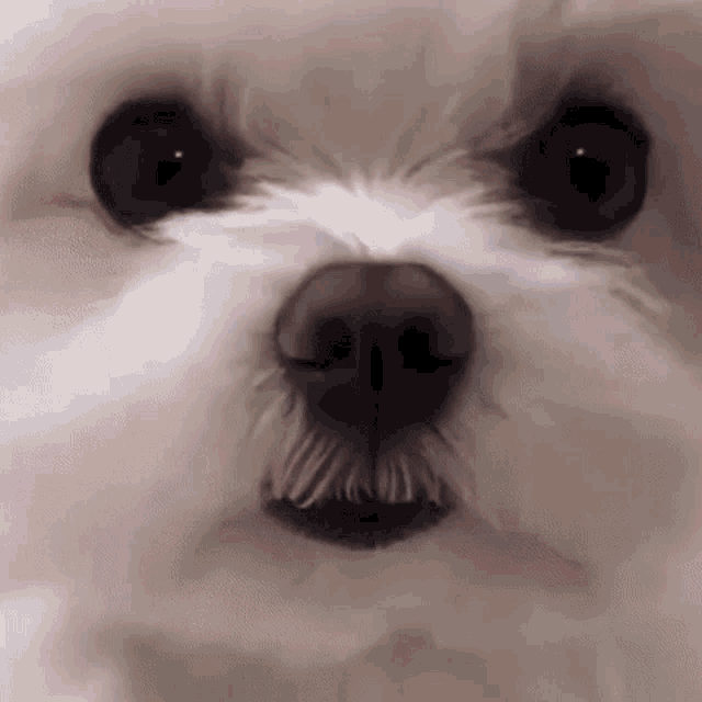 a close up of a small white dog 's face