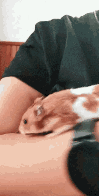 a brown and white hamster is laying on a person 's lap