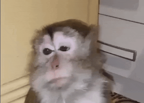 a monkey is sitting next to a filing cabinet and looking at the camera .