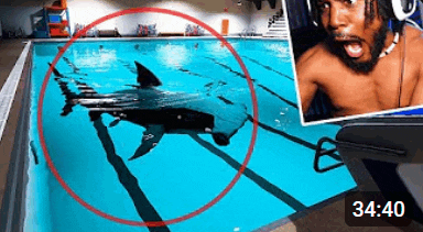 a shark is swimming in a swimming pool next to a man .