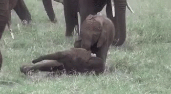 Wrestle GIF - Baby Elephant Tackle Elephant GIFs