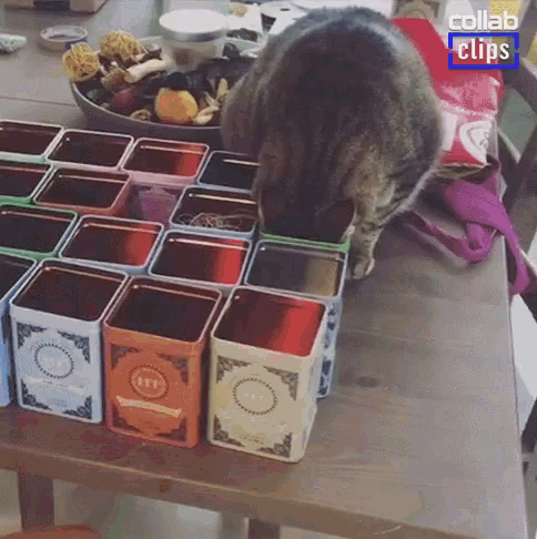 Cats Head Stuck In Can Cat GIF